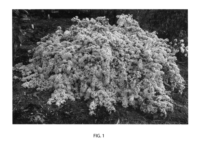 Figure 1 of US plant patent PP23966, the photograph of Bridal Veil printed in the patent.