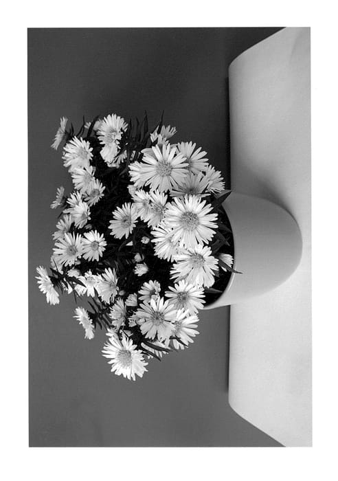 Figure 1 of US plant patent PP23967, the photograph of BKATRWT printed in the patent.