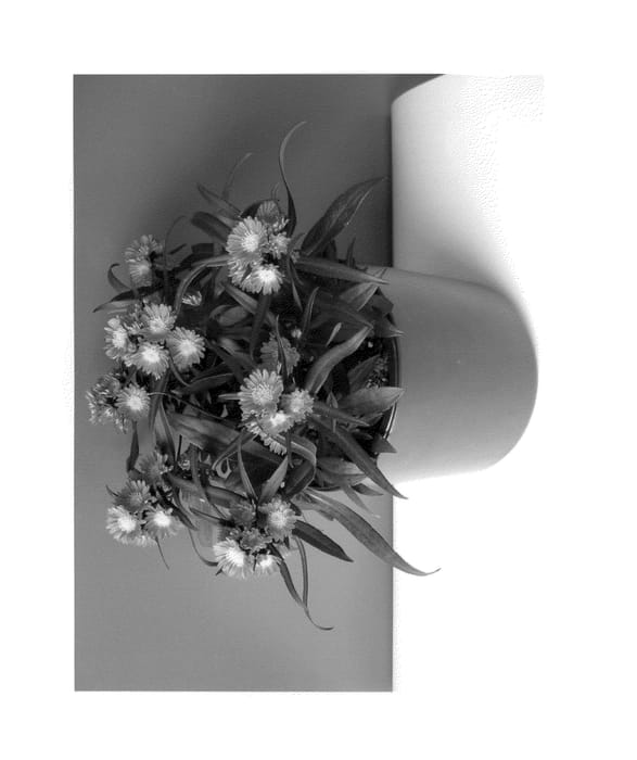 Figure 1 of US plant patent PP23968, the photograph of BKATRRV printed in the patent.