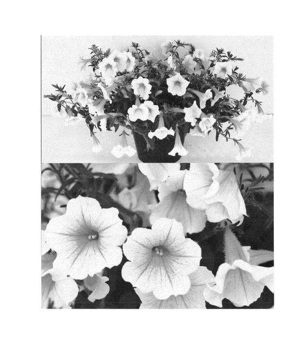 Figure 1 of US plant patent PP23969, the photograph of Sunsurf Kuritora printed in the patent.