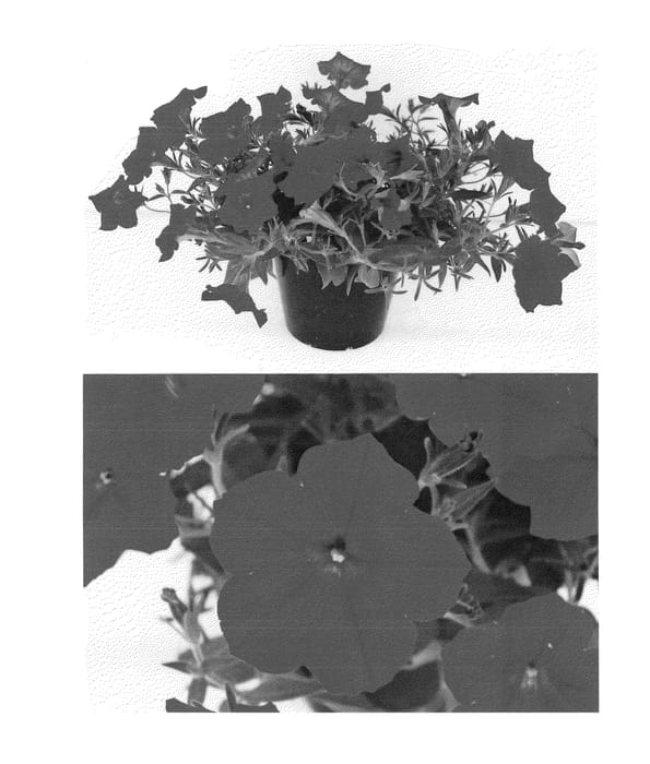 Figure 1 of US plant patent PP23970, the photograph of Sunsurf Akatora printed in the patent.