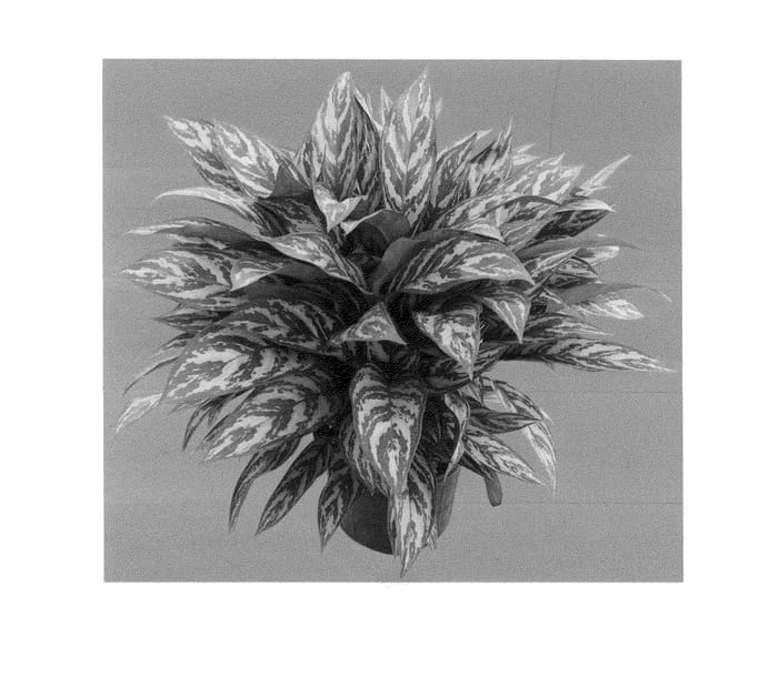 Figure 1 of US plant patent PP23971, the photograph of Mukgres printed in the patent.