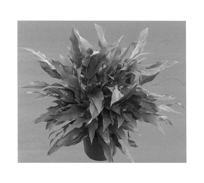 Figure 1 of US plant patent PP23972, the photograph of Mukrock printed in the patent.