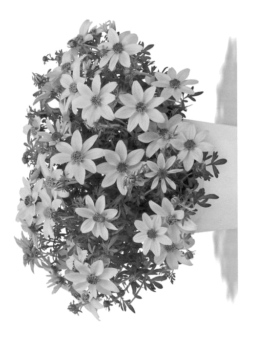 Figure 1 of US plant patent PP23973, the photograph of Duebigontra printed in the patent.