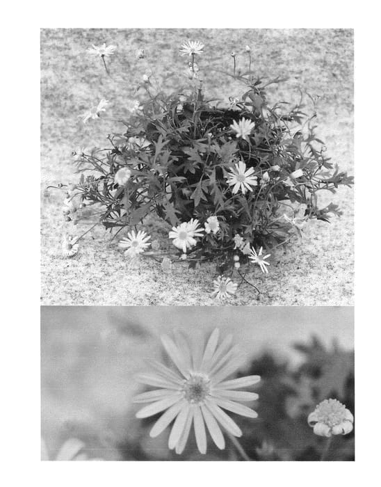 Figure 1 of US plant patent PP23974, the photograph of Bonbra0749 printed in the patent.
