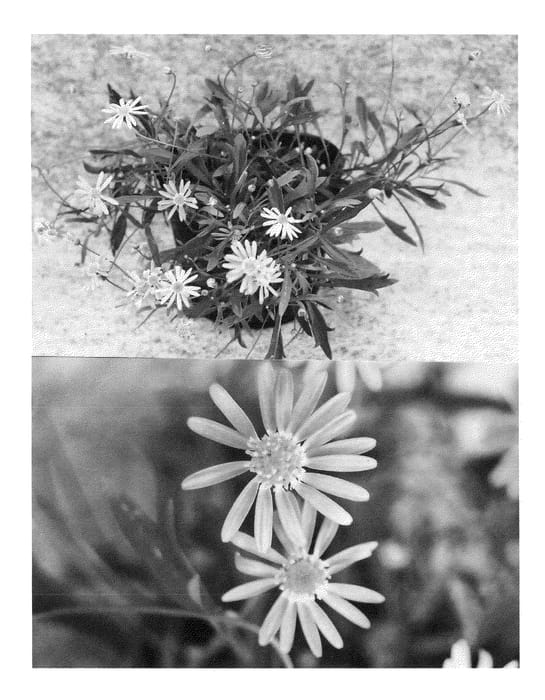 Figure 1 of US plant patent PP23975, the photograph of Bonbra7053 printed in the patent.