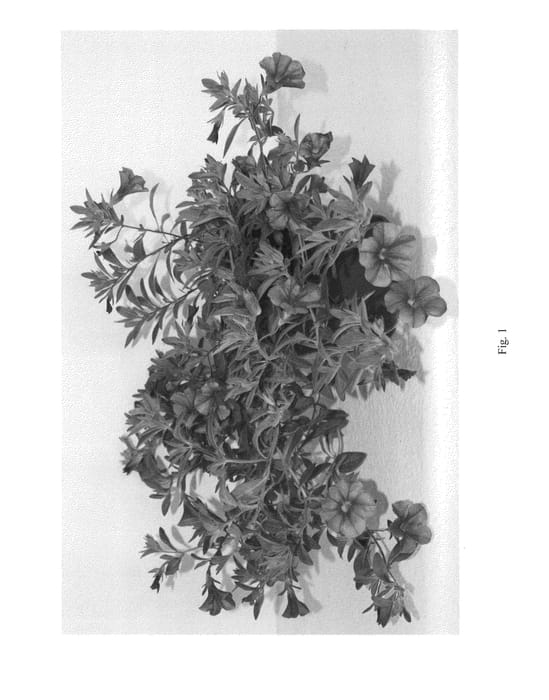 Figure 1 of US plant patent PP23976, the photograph of CCZLA02-0 printed in the patent.