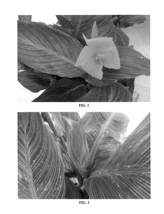 Figure 1 of US plant patent PP23977, the photograph of B Marley printed in the patent.