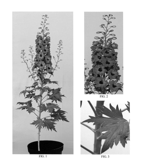 Figure 1 of US plant patent PP23978, the photograph of Tessa printed in the patent.