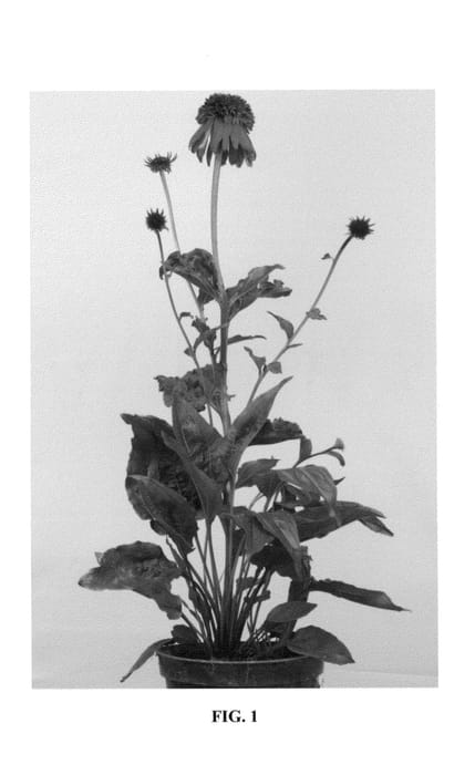 Figure 1 of US plant patent PP23979, the photograph of Eccentric printed in the patent.