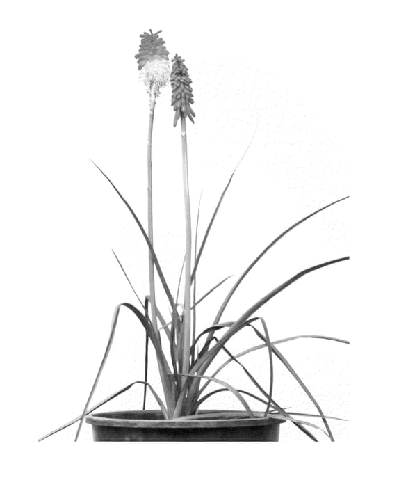 Figure 1 of US plant patent PP23980, the photograph of Amazing Fun printed in the patent.