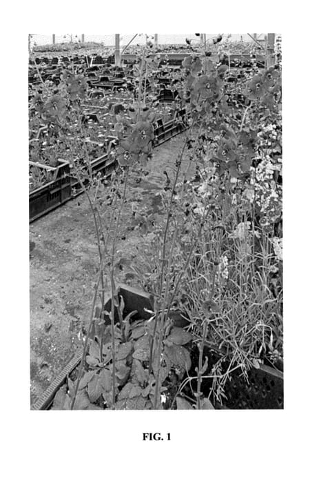 Figure 1 of US plant patent PP23981, the photograph of Blue Lagoon printed in the patent.