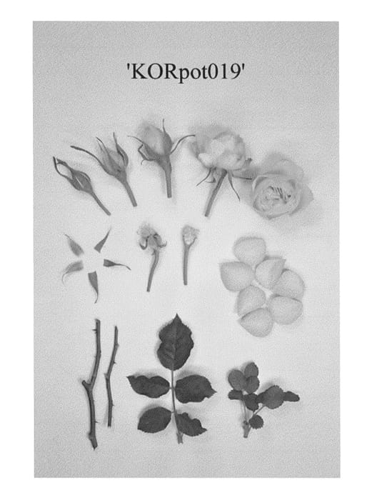 Figure 1 of US plant patent PP23982, the photograph of KORpot019 printed in the patent.