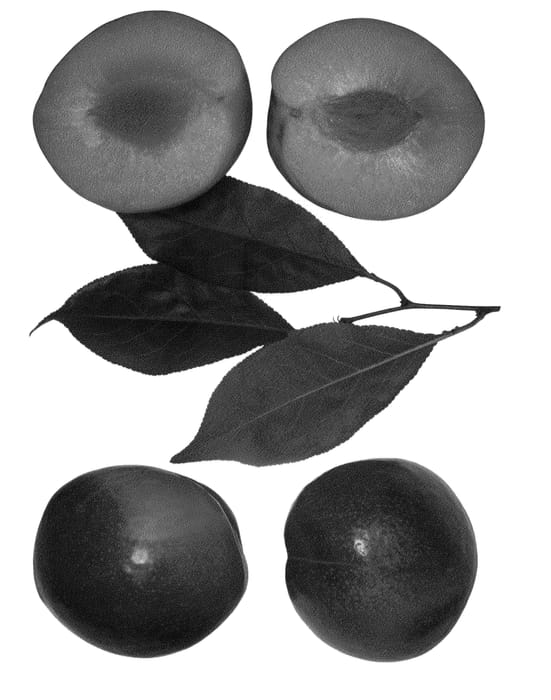 Figure 1 of US plant patent PP23983, the photograph of SUNSET DELIGHT printed in the patent.