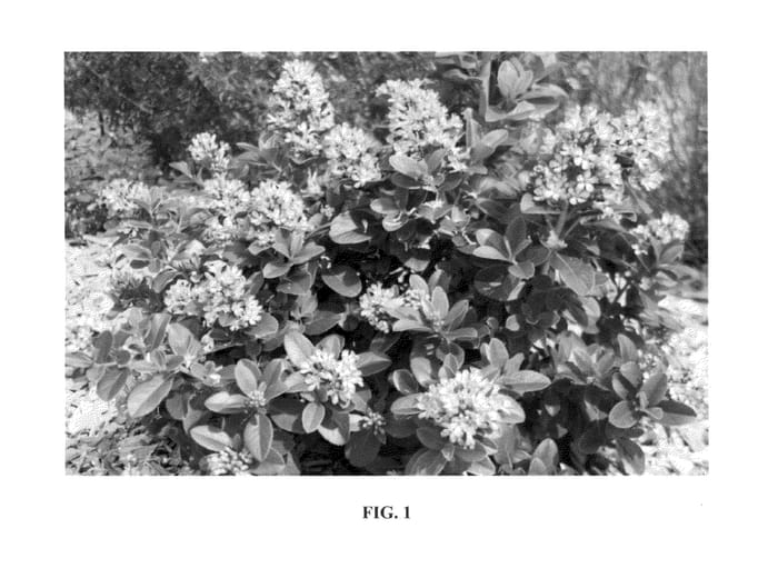 Figure 1 of US plant patent PP23984, the photograph of Lades printed in the patent.