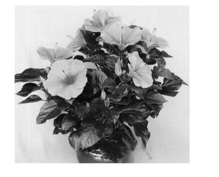 Figure 1 of US plant patent PP23986, the photograph of Nassau Wind printed in the patent.