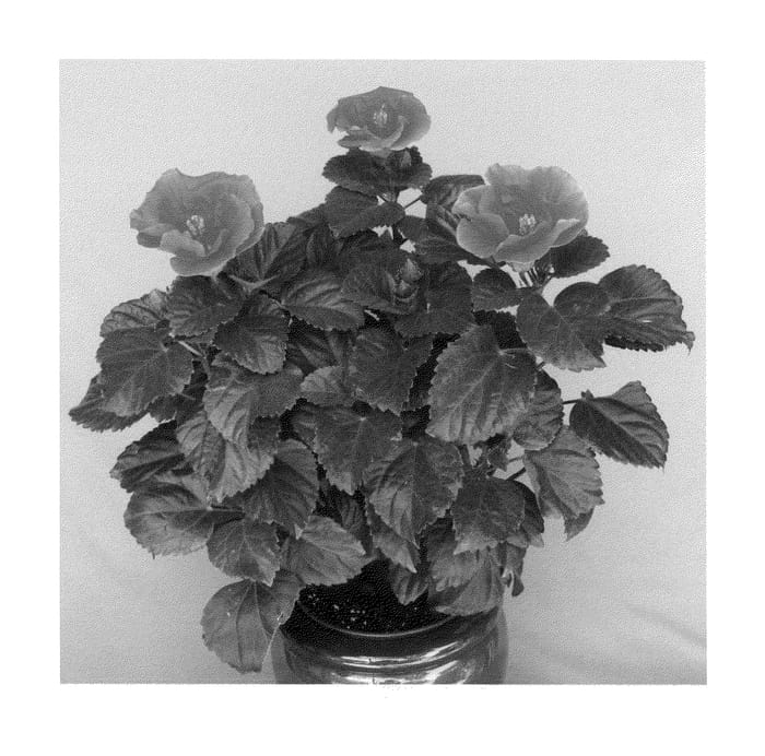 Figure 1 of US plant patent PP23987, the photograph of San Andres Wind printed in the patent.