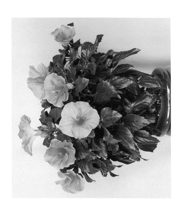 Figure 1 of US plant patent PP23988, the photograph of Samoa Wind printed in the patent.
