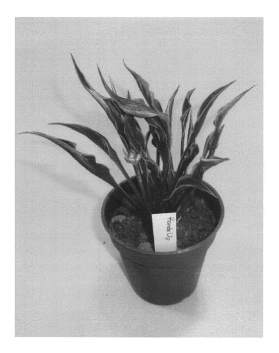 Figure 1 of US plant patent PP23989, the photograph of Hands Up printed in the patent.