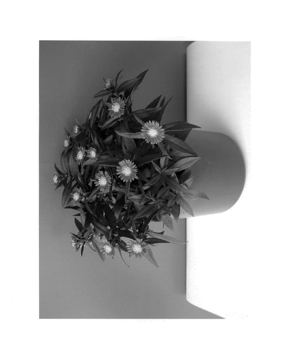 Figure 1 of US plant patent PP23990, the photograph of BKATRPU printed in the patent.