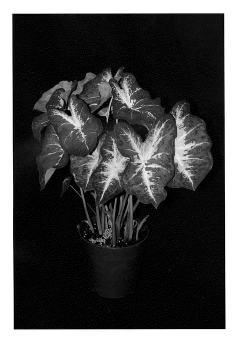 Figure 1 of US plant patent PP23991, the photograph of Creamsickle printed in the patent.