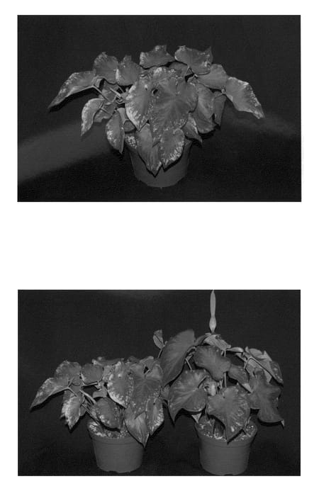 Figure 1 of US plant patent PP23992, the photograph of Heart's Delight printed in the patent.