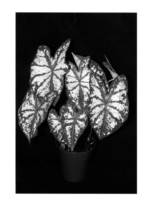 Figure 1 of US plant patent PP23993, the photograph of Celebration printed in the patent.