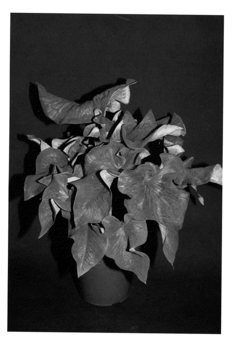Figure 1 of US plant patent PP23994, the photograph of Rio Red printed in the patent.