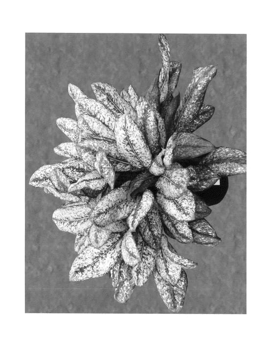 Figure 1 of US plant patent PP23995, the photograph of Mukmina printed in the patent.