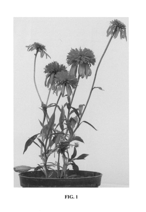 Figure 1 of US plant patent PP23996, the photograph of Summer Salsa printed in the patent.