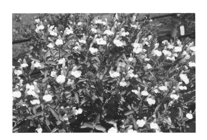Figure 1 of US plant patent PP23997, the photograph of Golden Girl printed in the patent.