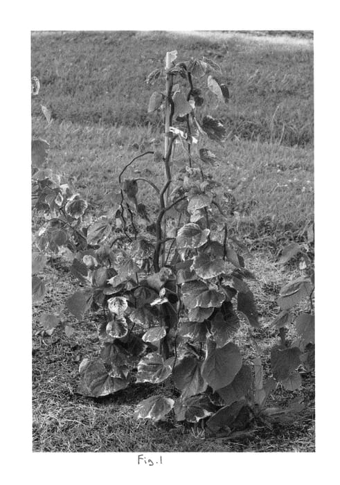 Figure 1 of US plant patent PP23998, the photograph of WHITEWATER printed in the patent.
