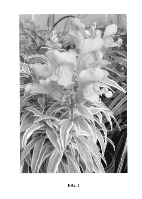 Figure 1 of US plant patent PP24000, the photograph of Snap Daddy Pink printed in the patent.