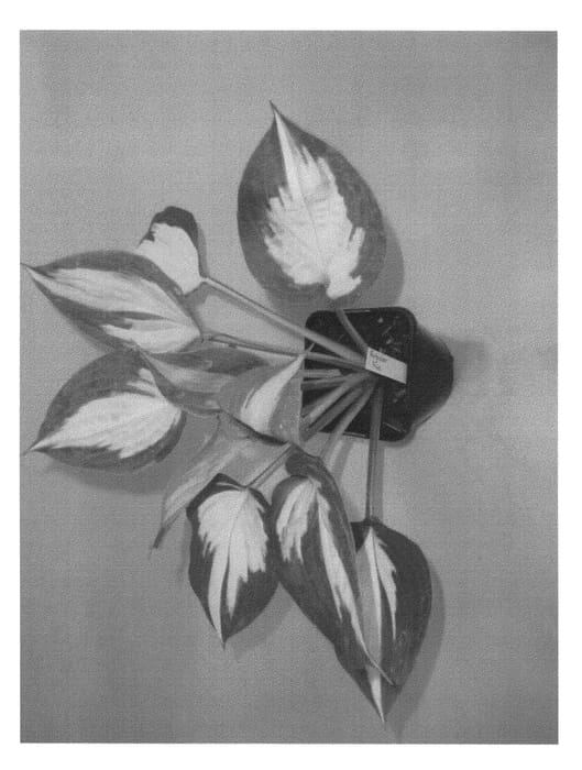 Figure 1 of US plant patent PP24001, the photograph of Forbidden Fruit printed in the patent.