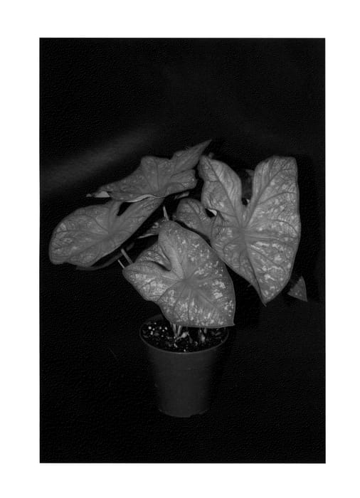 Figure 1 of US plant patent PP24002, the photograph of Party Punch printed in the patent.