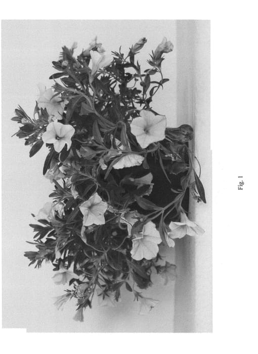 Figure 1 of US plant patent PP24003, the photograph of CCZYE01-0 printed in the patent.