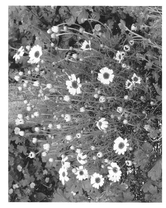 Figure 1 of US plant patent PP24004, the photograph of CASABLANCA printed in the patent.