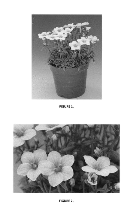 Figure 1 of US plant patent PP24005, the photograph of SAXZ0004 printed in the patent.
