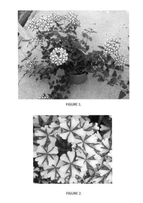 Figure 1 of US plant patent PP24006, the photograph of VEAZ0011 printed in the patent.