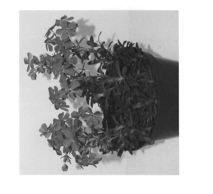 Figure 1 of US plant patent PP24007, the photograph of PPPHL07101 printed in the patent.