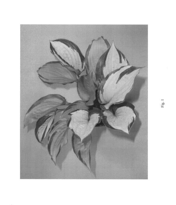 Figure 1 of US plant patent PP24008, the photograph of Volcano Island printed in the patent.
