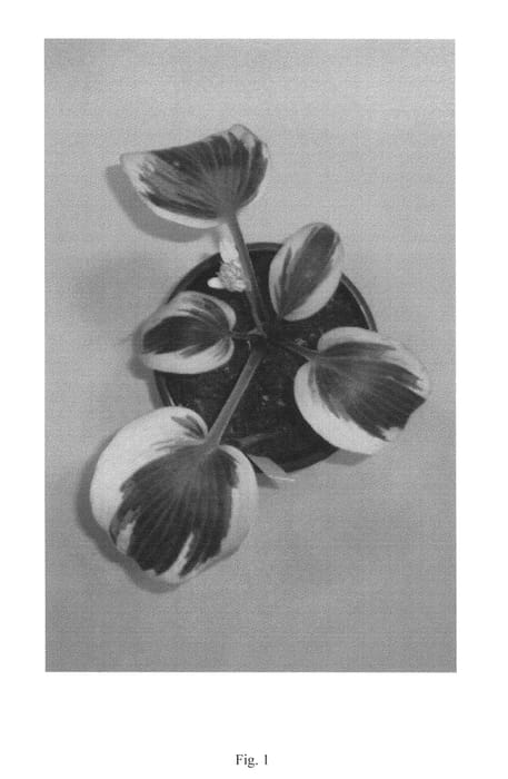 Figure 1 of US plant patent PP24009, the photograph of Ben Vernooij printed in the patent.