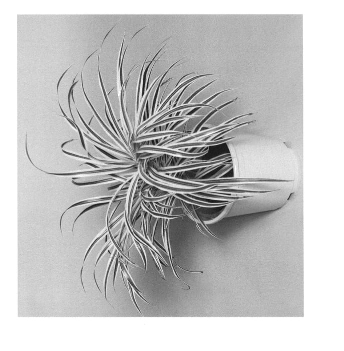Figure 1 of US plant patent PP24010, the photograph of IDEA1010 printed in the patent.