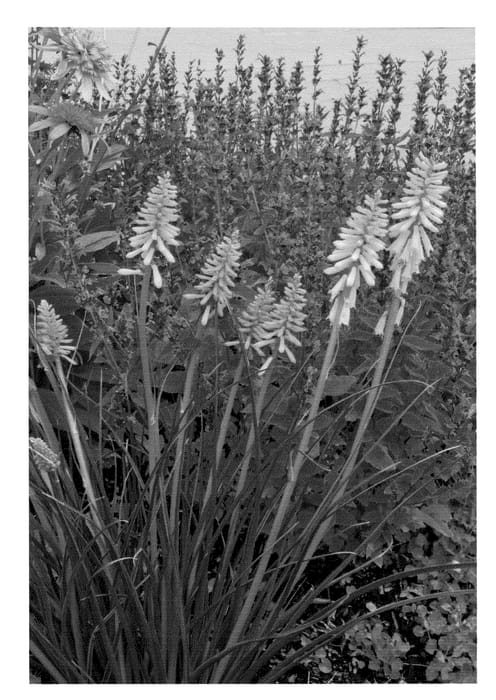Figure 1 of US plant patent PP24011, the photograph of Lemon Popsicle printed in the patent.