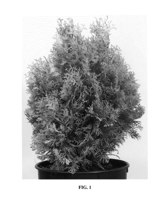 Figure 1 of US plant patent PP24012, the photograph of Golden Anne printed in the patent.