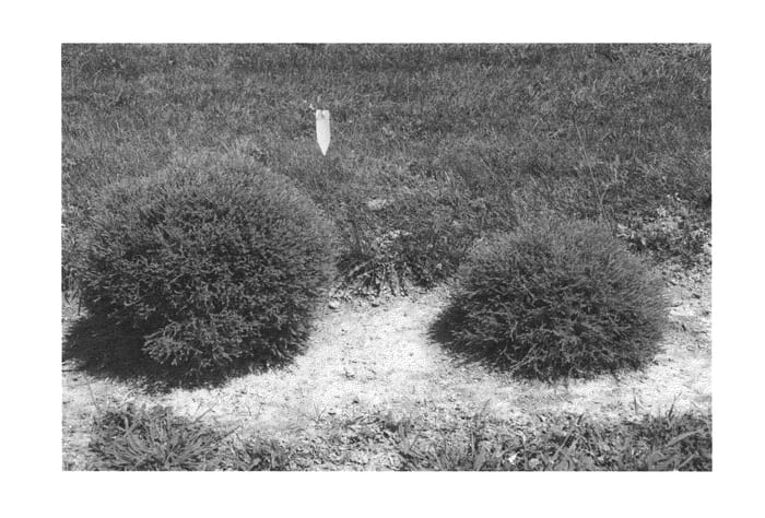 Figure 1 of US plant patent PP24013, the photograph of Concesarini printed in the patent.