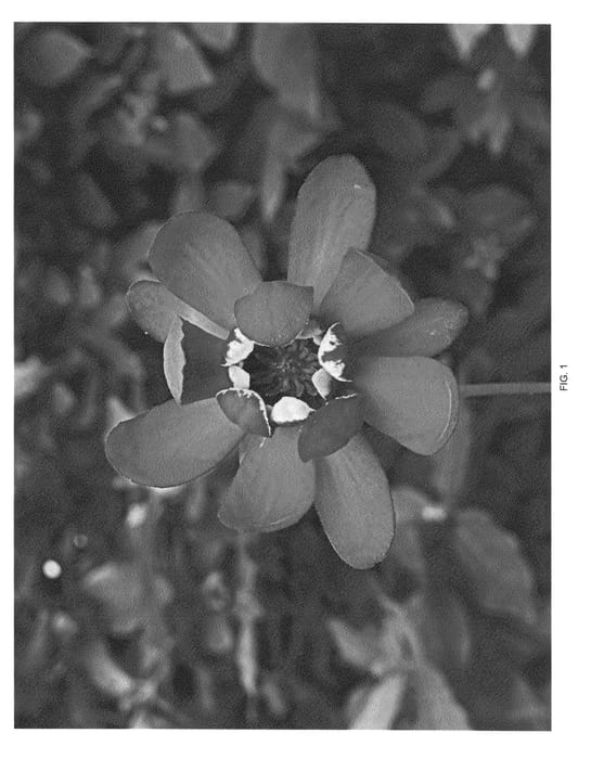 Figure 1 of US plant patent PP24014, the photograph of Aphrodite printed in the patent.
