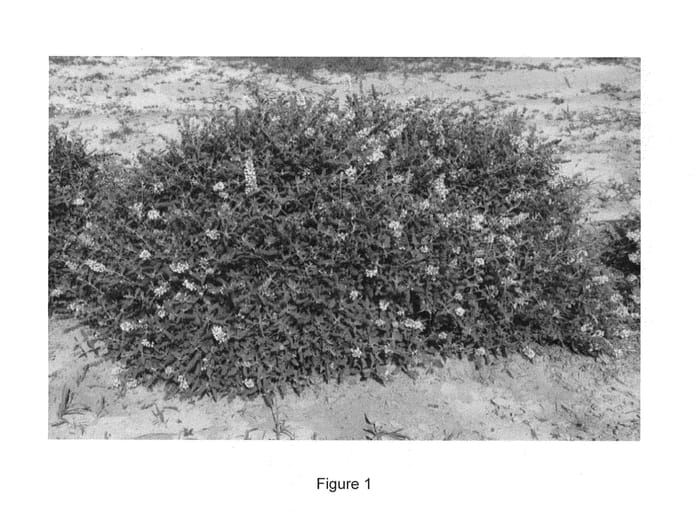 Figure 1 of US plant patent PP24015, the photograph of Ice Chip printed in the patent.