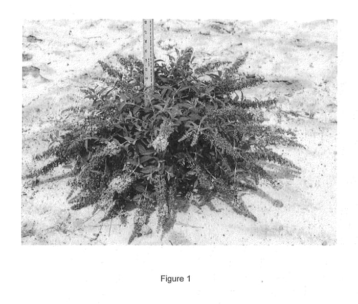 Figure 1 of US plant patent PP24016, the photograph of Lilac Chip printed in the patent.