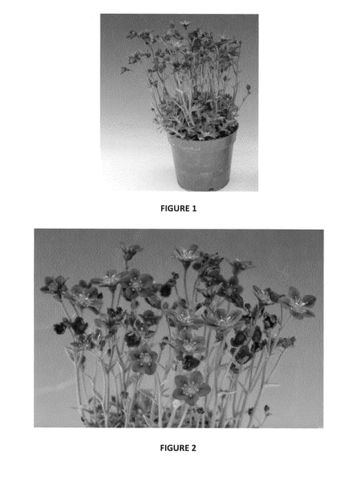 Figure 1 of US plant patent PP24017, the photograph of SAXZ0006 printed in the patent.